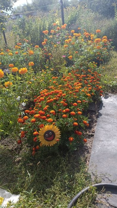 Продам дачу со всеми насаждениями