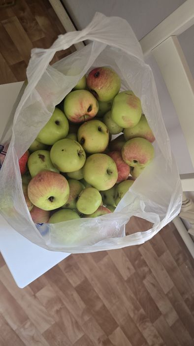 Продам дачные яблоки