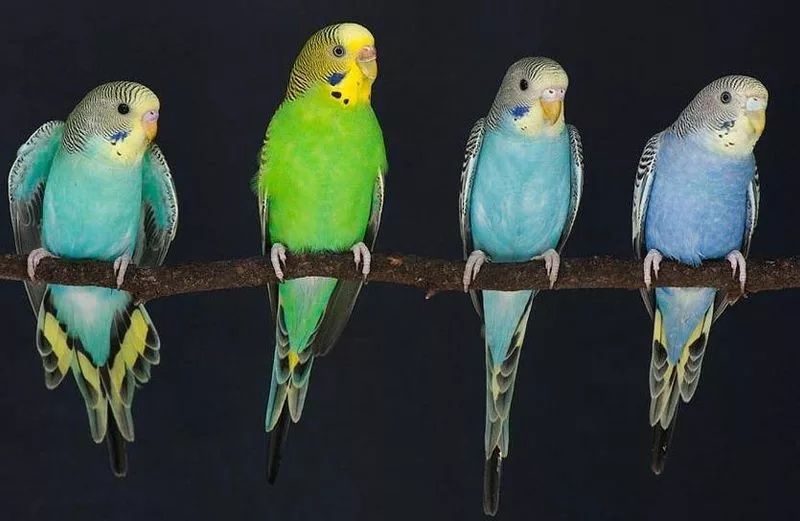 Попугайчики волнистые