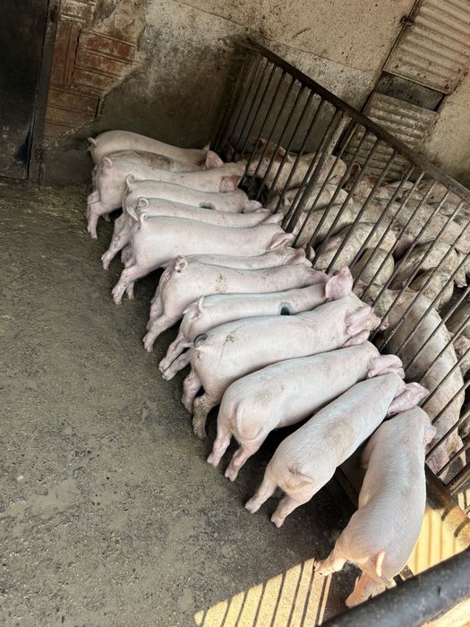 Продаваме прасета малки големи