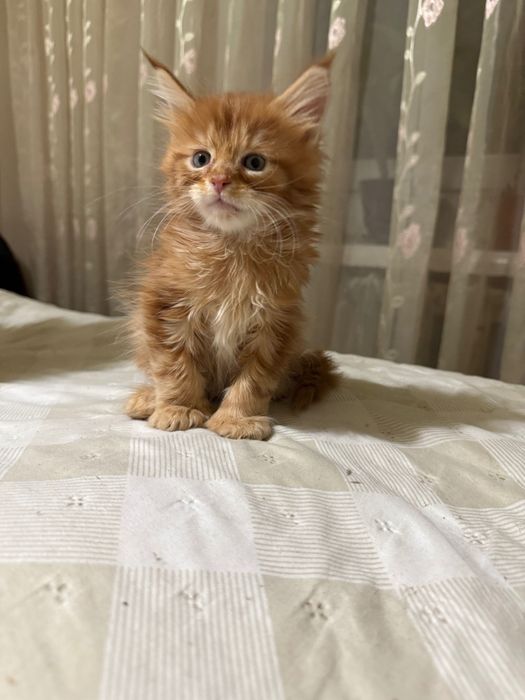 Шикарные котятки Мейнкун