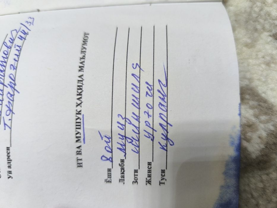 Shinshila urg'ochi 11oylik