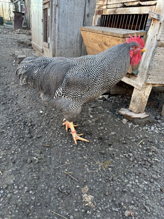 Cocos plymouth de vanzare