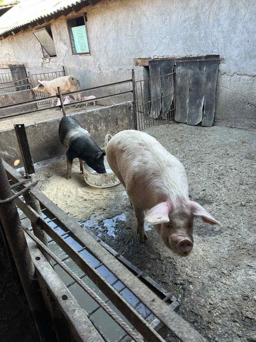 Продавам домашни прасета