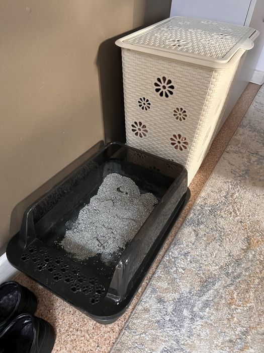 продам котенка 2 месячного Британец