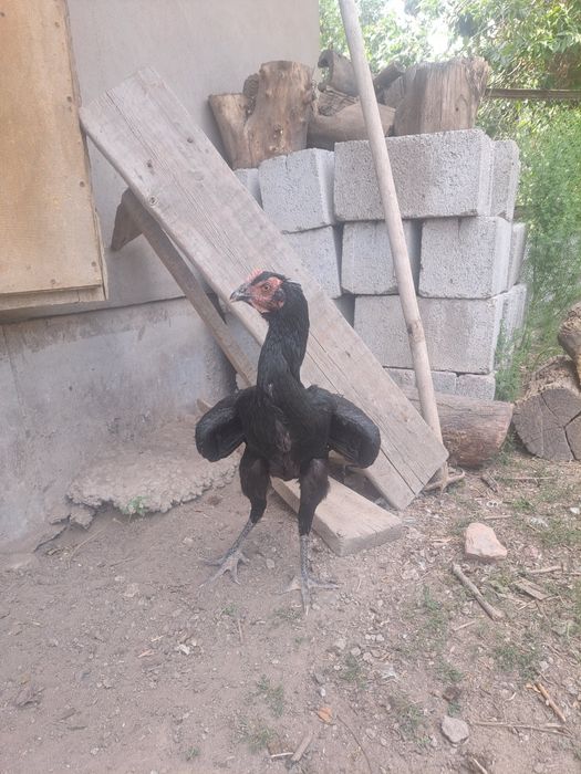 Дакан, бойцовые цыплята, миксы