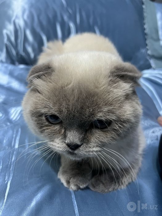 кошка шотландская вислоухая