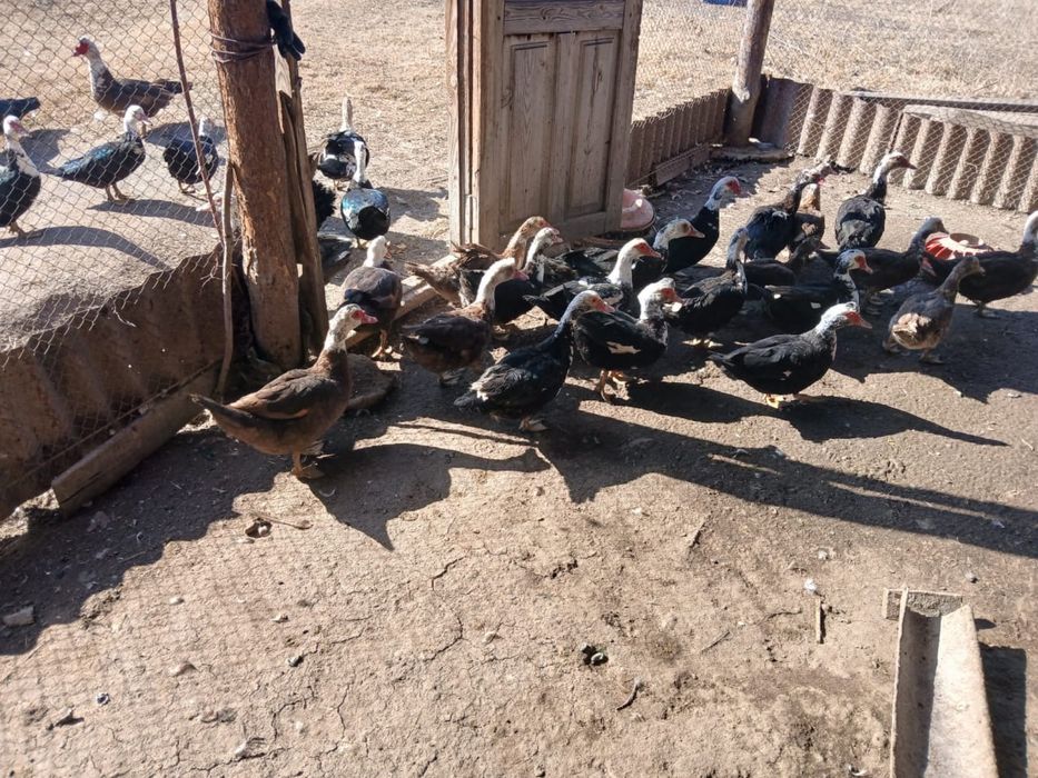 Продам Самки индоутки