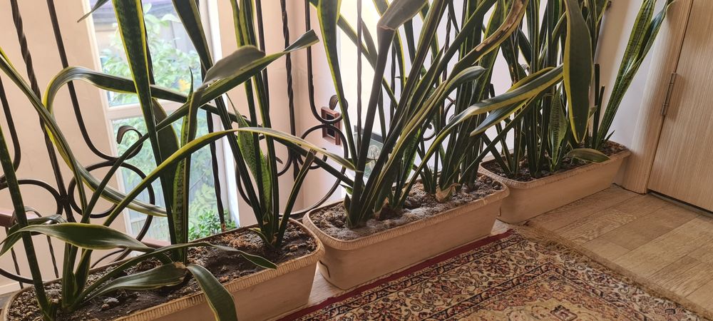 Щучий хвост. Цветок.