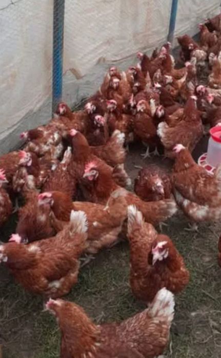 Vând găini roșii ouătoare crescute la sol rasă issa BRAWON