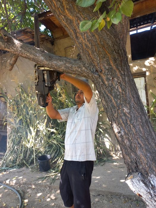 Daraxt   kesish  xizmati