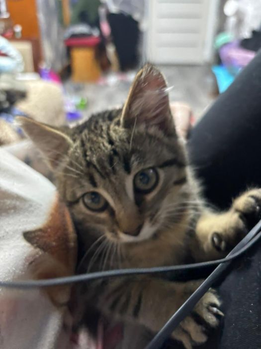 Котенок в добрые руки