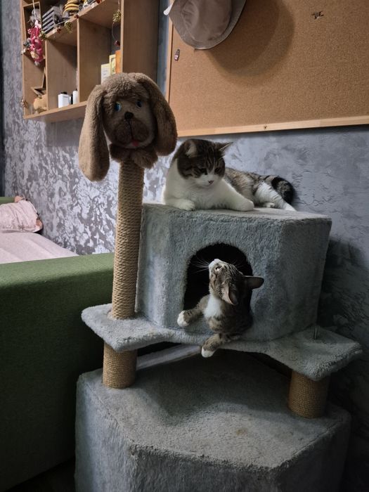 Срочно отдам котёнка!