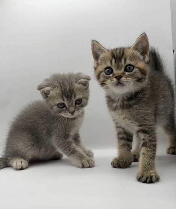 Скоттиш фолд ва Скоттиш страйт Мушуклари СОТИЛАДИ!!!