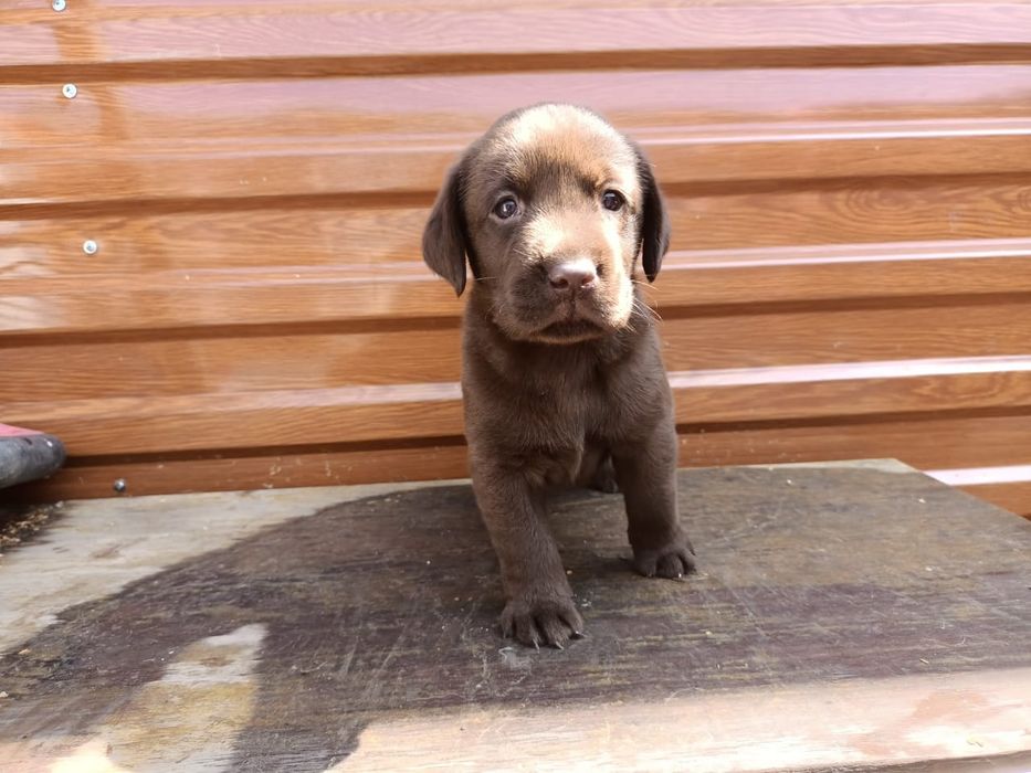 Ищу подругу для вязки лабрадор