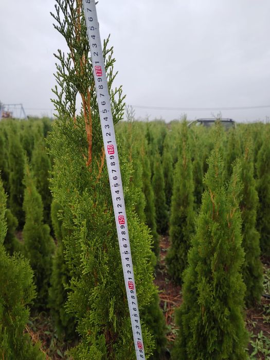 Туя смаракт, Брабант