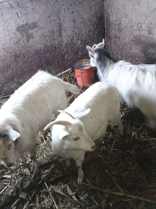 Vând iezi iezi iezi