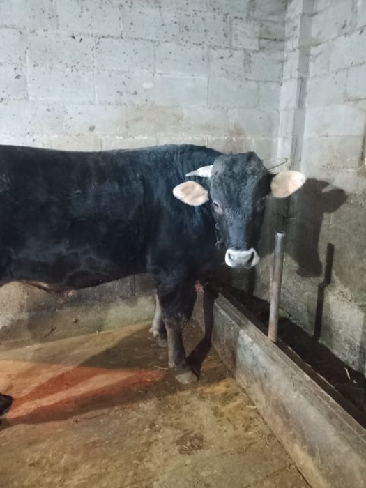 Бык Коныр Алатау