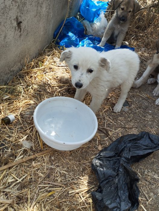 Бесплатно! Щенята