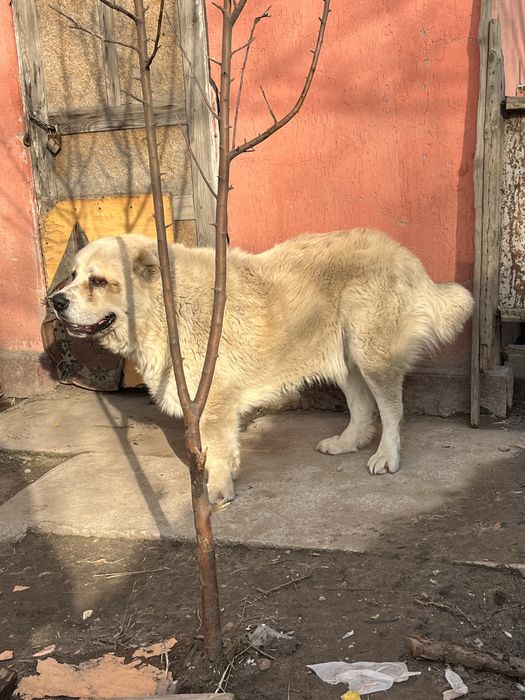 Алабай, 1,5 года, кобель
