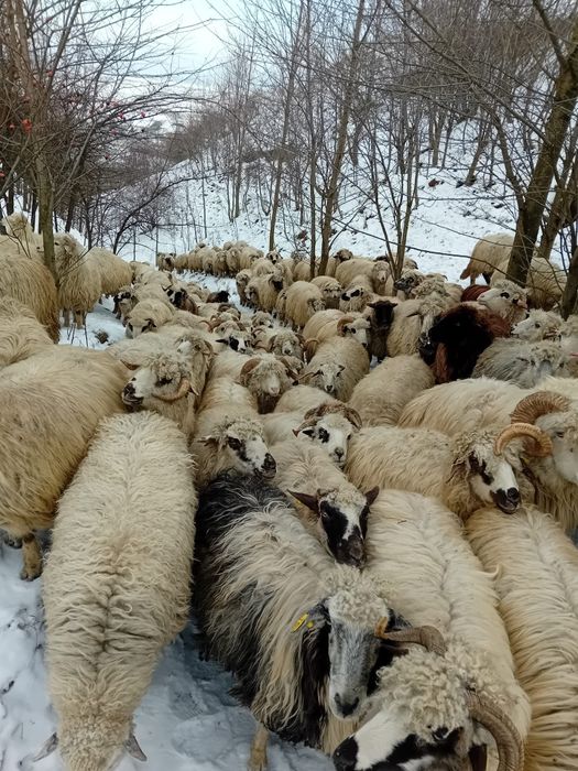 Oi de origine cu acte