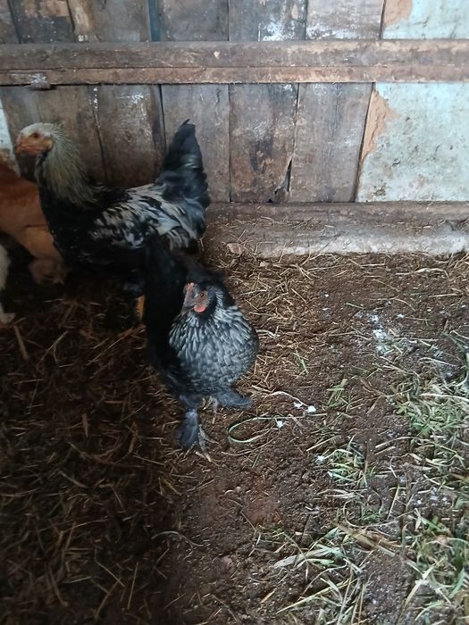 Продам петух брама