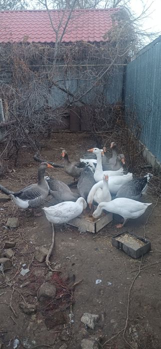 Продам домашние гуси