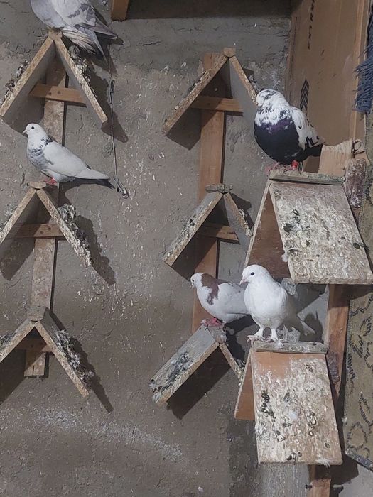 Құстар сатылады.