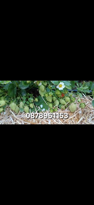 Разсад Ягоди И малини