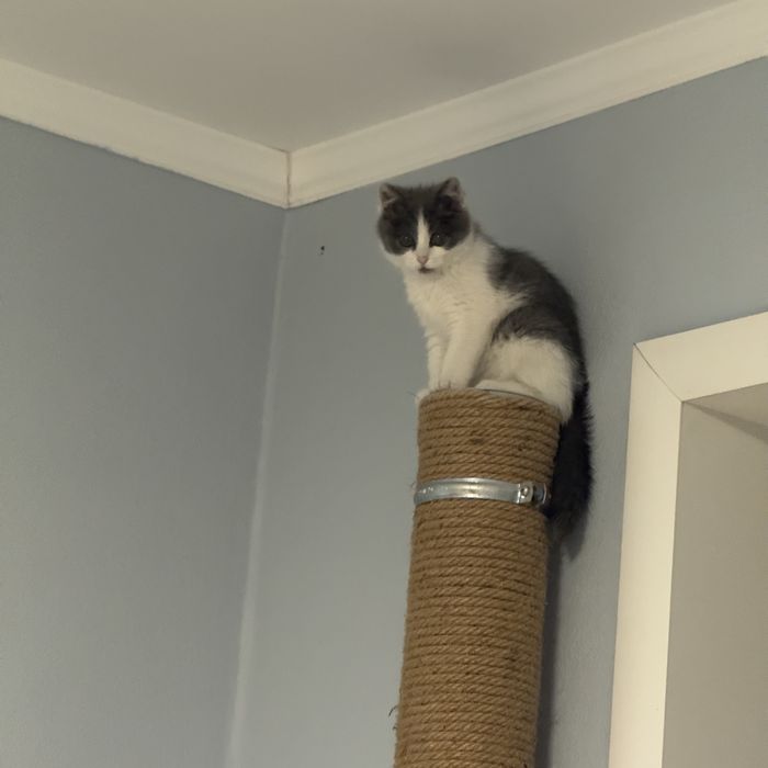 Отдам бесплатно котенка 7 месяцев