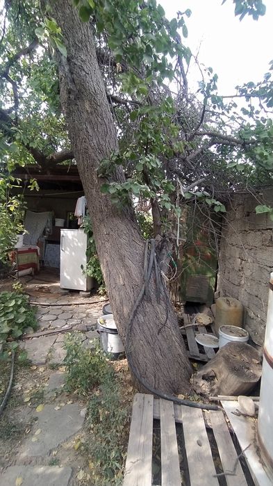 Фруктовое дерево на дрова ,Бозарык