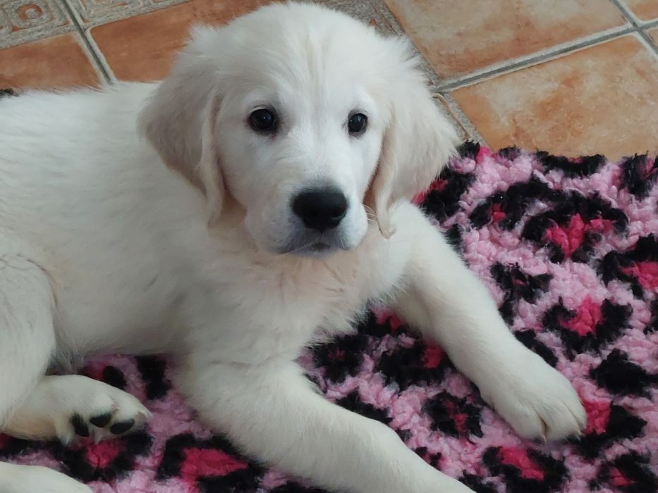 Vand catelus de golden retriever