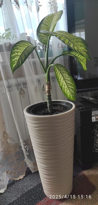 Диффенбахия в напольном кашпо