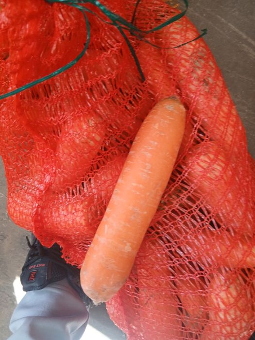 Vand cartofi de consum.