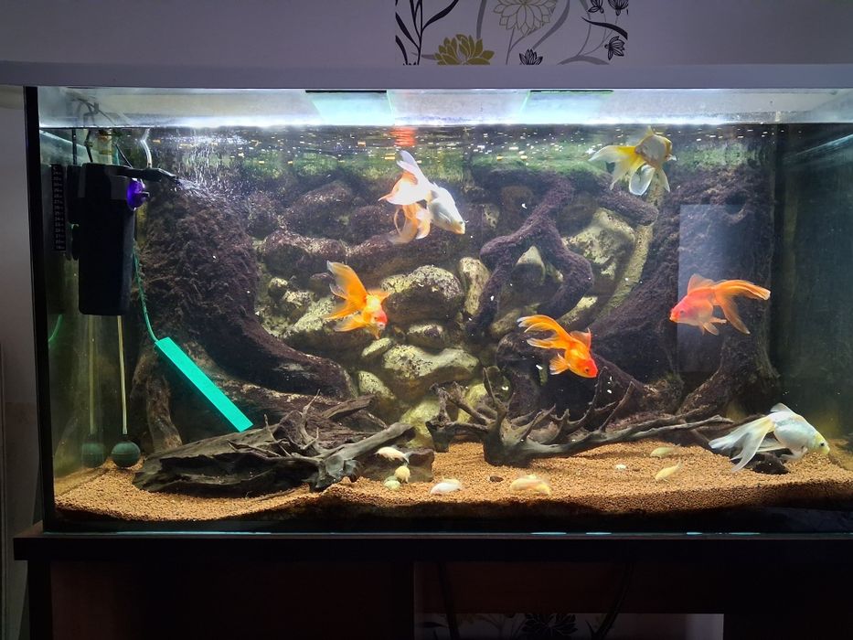Vand acvarii 450 litri cu tot cu pesti