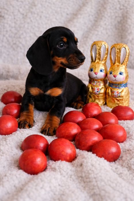 Teckel mini toy fetita