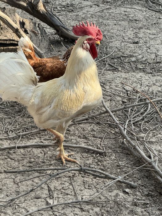 Петухи и курыца домашние