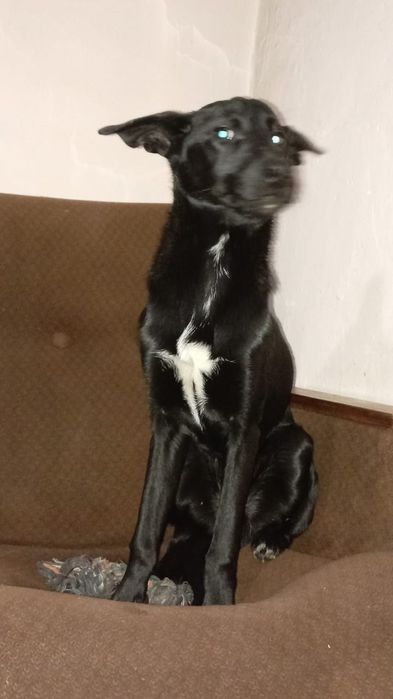 Потерялась собака, кто найдет вознаграждение 5000 тенге