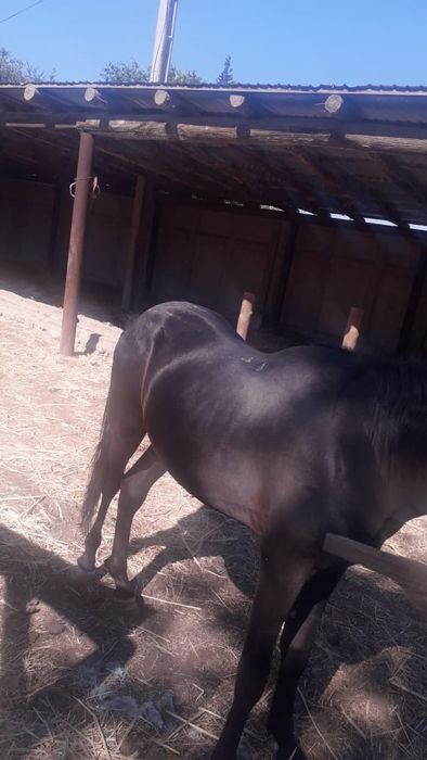 Жағдайы жақсы жылқы сатылады