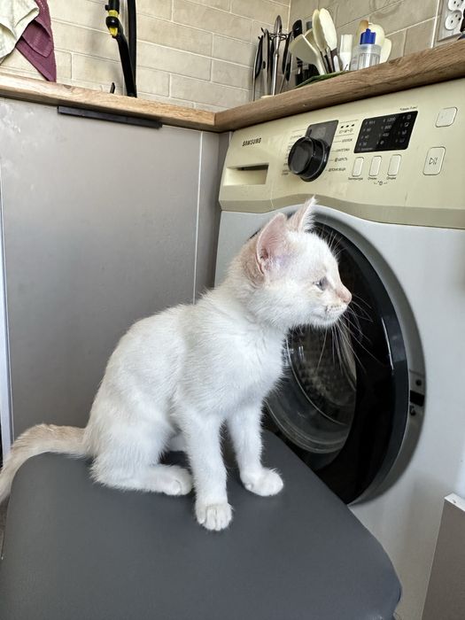 Отдам котенка бесплатно