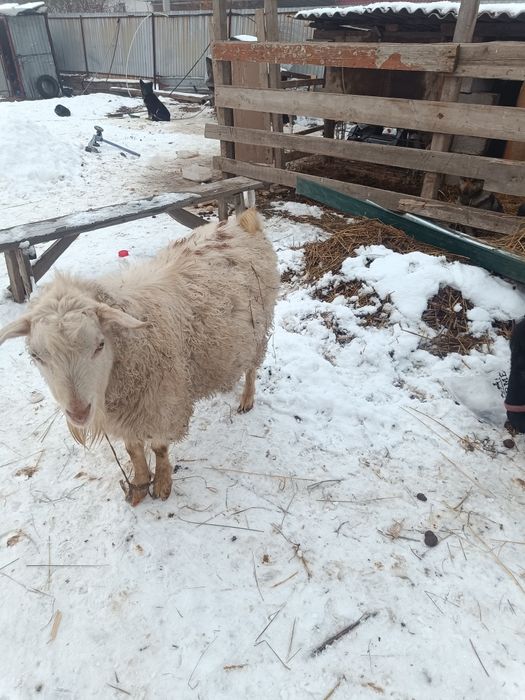 Козёл.теке обмень