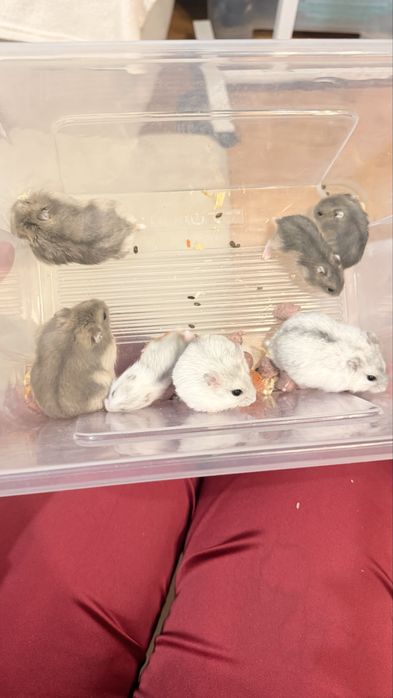 Vand  pui hamster pitic
