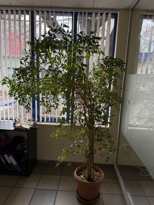 Цвете  Бенджамин