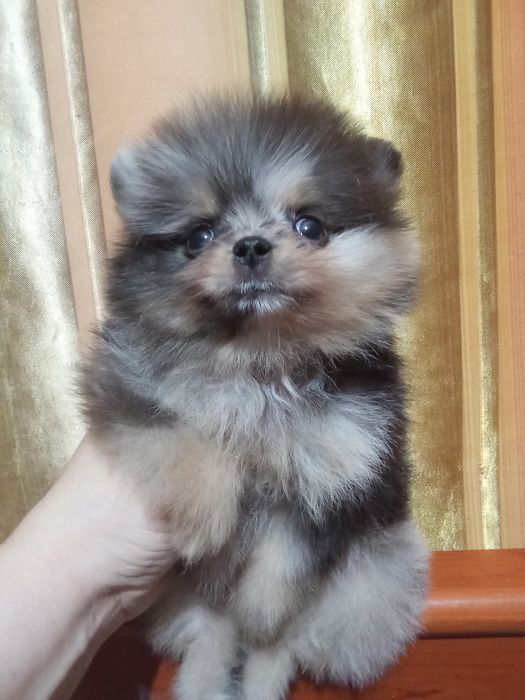Щенки померанского шпица