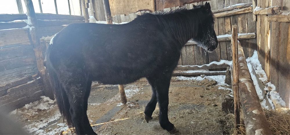 Продам кобылу 5-6 лет стоит в поселке жалгызкарагай