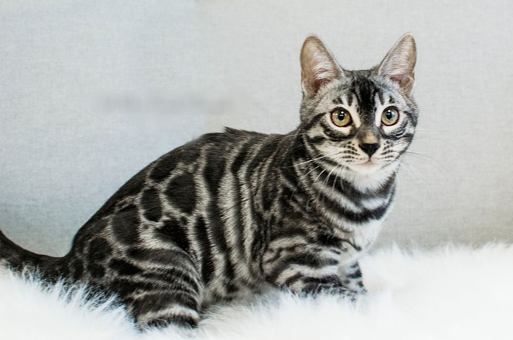 Ласкучие Серебряные бенгальские КОТЯТА!