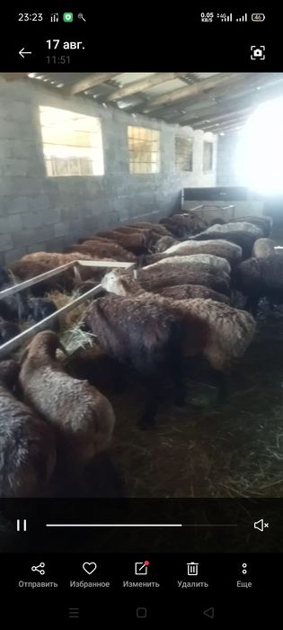 Қозылар сатылады