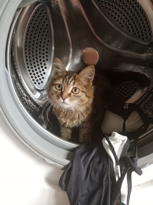 Отдам кота мальчика