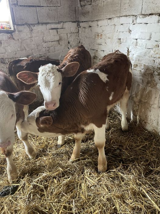 Vitei intarcati de vanzare