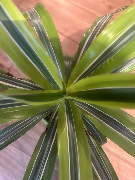 Комнатные цвет